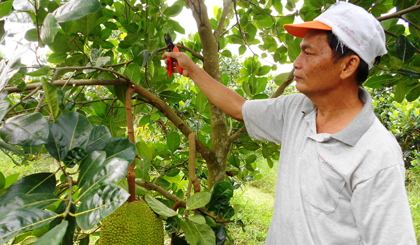 Ông Trần Văn Hiền chăm sóc vườn cây đang cho thu hoạch.