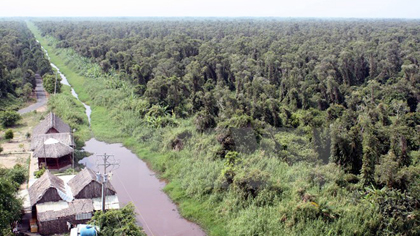 U Minh Ha forest in Ca Mau province (Photo: VNA)