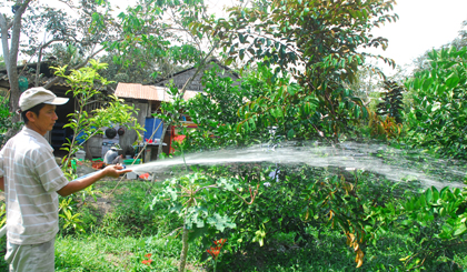 ông Huỳnh Văn Dũng chăm sóc vú sữa Nâu Bách Thảo, phía sau  là cây vú sữa Lò Rèn già cỗi.