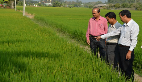 Đoàn công tác của Sở NN&PTNT kiểm tra trà lúa ở xã Đồng Sơn (Gò Công Tây).