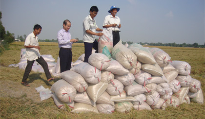 Ông Lê Thanh Khiêm (thứ 2 từ trái sang) kiểm tra chất lượng lúa trong vụ đông xuân 2015 - 2016 tại xã Hậu Mỹ Trinh (huyện Cái Bè).