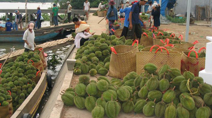 Buying durian in Long Trung commune. Photo: Huu Chi