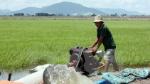 Paddy, rice prices on the rise amid severe saltwater intrusion