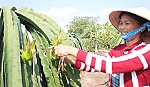 2 nông dân vươn lên khá, giàu nhờ trồng thanh long