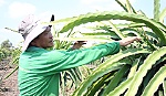 Thực trạng và giải pháp phát triển bền vững cây thanh long Tân Phước
