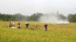 Over 31,000 hectares of rice in Freshening Go Cong area overcome drought and salinity