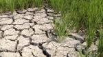 VND23 billion to deal with drought and salt water intrusion