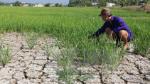 Adaptation to saltwater intrusion critical to Mekong Delta