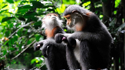 The langur is a douc species native to Vietnamese central localities. (Credit: FFI)