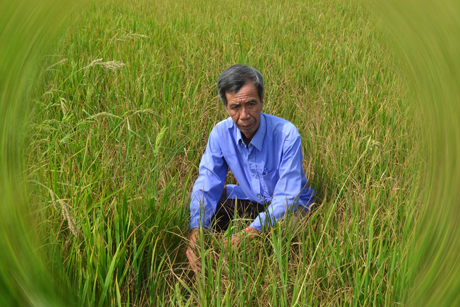 Ông Kiều Văn Nghiệp bên cánh đồng lúa đang trổ bông nhưng được dự báo là cho năng suất rất thấp do mặn vào tận ruộng.