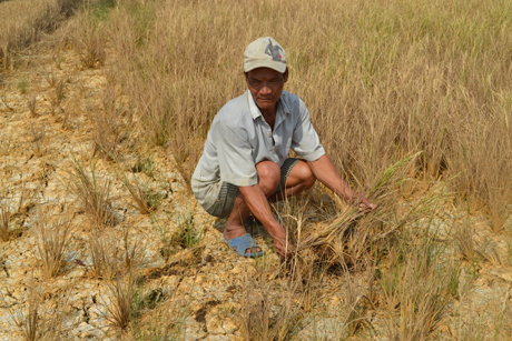 Đến đầu tháng 3, hơn 20 ha lúa trên địa bàn xã Bình Đông  (TX. Gò Công) bị thiệt hại nặng do bị hạn, xăm nhập mặn,  lúa chết khô trên đồng.