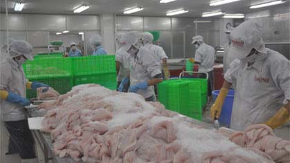 Processing Pangasius for export in Go Dang Seafood Co., Ltd. Photo: Thai Thien