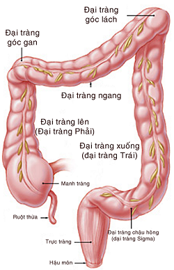 Đại Tràng Chậu Hông: Kiến Thức Toàn Diện Về Sức Khỏe Tiêu Hóa