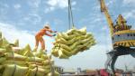 Rice exports see sharp growth in first three months