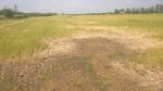 Drought and salt intrusion cause over VND3.8 trillion losses
