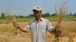 Tien Giang supported to overcome drought and salinity