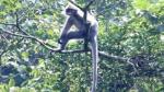 Largest group of rare primate in Vietnam endangered