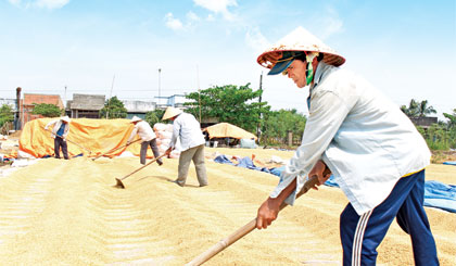 Niềm vui được mùa của nông dân các huyện, thị phía Đông sau khi vượt qua cơn hạn, mặn. Ảnh: Minh Thành