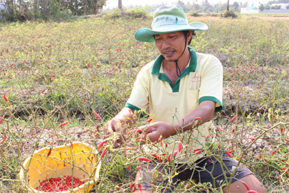 Thu hoạch ớt ở huyện Gò Công Tây.