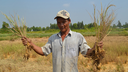 A farmer on the rice field that dried out due to drought in Tien Giang province (Pho to: Thai Thien)