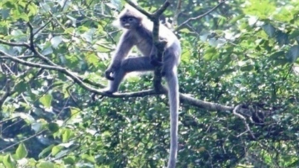 An Indochinese gray langur