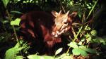 Exhibition raises awareness of endangered Saola protection