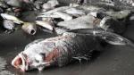 Council set up to identify cause of mass fish deaths