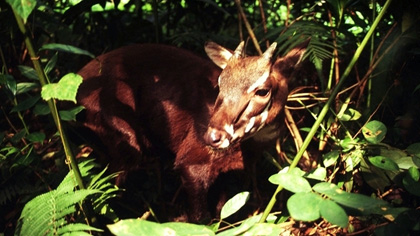 The Saola (Credit: WWF)