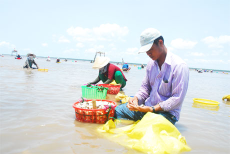 Phân loại nghêu tại chỗ.