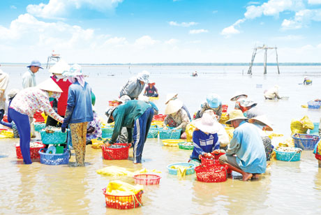 Sau khi mò nghêu xong, người lao động phải lựa lại cho đạt kích cỡ.