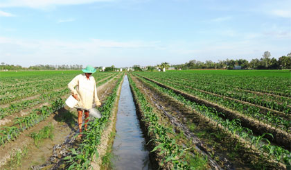 Anh Đậm chăm sóc rau màu.