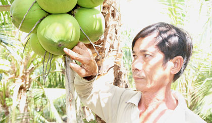 Ông Nguyễn Tấn Tài bên quày dừa có đóng đinh của mình.