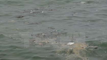 Unusual mass fish deaths in Quang Binh (Source:VNA)