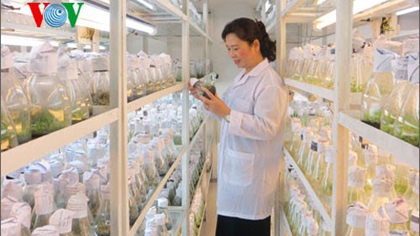 A science researcher looks at seedlings in a laboratory (Photo: VOV)