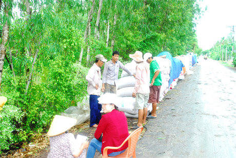 Mưa dầm trong những ngày qua khiến lượng lúa ùn ứ dọc theo tuyến lộ tại xã Phú Nhuận, huyện Cai Lậy.