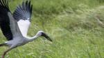 Endangered Asian openbill storks spotted in Lao Cai