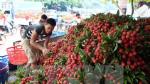 Workshop boosts fresh lychee exports via Lang Son border gates