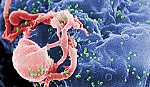 Italy và Nam Phi hợp tác nghiên cứu vắcxin điều trị HIV/AIDS
