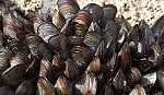 Ung thư truyền nhiễm xuất hiện phổ biến trong động vật thân mềm