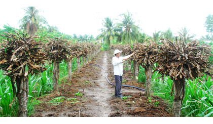 Ông Nguyễn Hoàng Thanh, ấp Tân Bình 1, xã Tân Thuận Bình, huyện Chợ Gạo đốn bỏ vườn thanh long vì dịch bệnh đốm nâu để trồng lại.