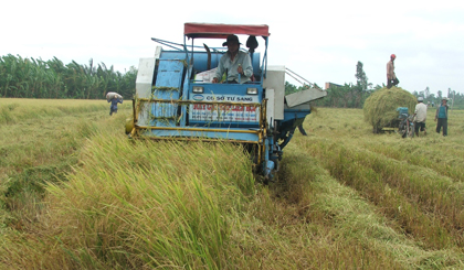 Thu nhập của người làm ra hạt gạo hiện còn rất thấp.