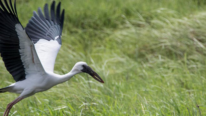 An Asian openbill stork. (Source: dpsbirders.net)