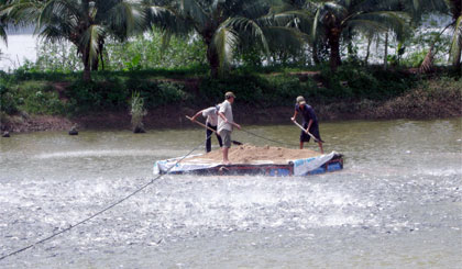 Cần liên kết chặt chẽ bốn nhà để phát triển bền vững nghề nuôi cá tra (Ảnh chụp ở xã Hòa Hưng, huyện Cái Bè).