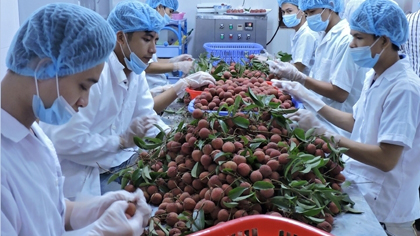 Lychees are checked before being exported to the US and Australia. (Credit: NDO)