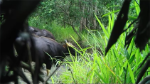 Endangered gaurs caught on camera in Central Highlands