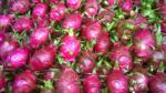 First batch of Vietnamese dragon fruit for sale at Thai Big C