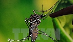 Phát hiện ca nhiễm virus Zika qua đường tình dục đầu tiên từ nữ giới