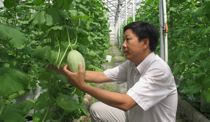 TS. Lê Quang Khôi chăm sóc dưa lưới trồng trong nhà màng.