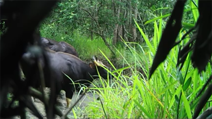 A small herd of guars, including 3 adults and a baby guar, seen drinking water from a stream in Ea So Nature Conservation Zone, Dak Lak Province.