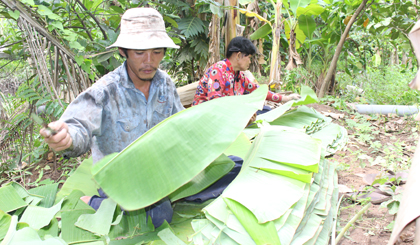 Rọc lá chuối để bó lại thành từng bó.